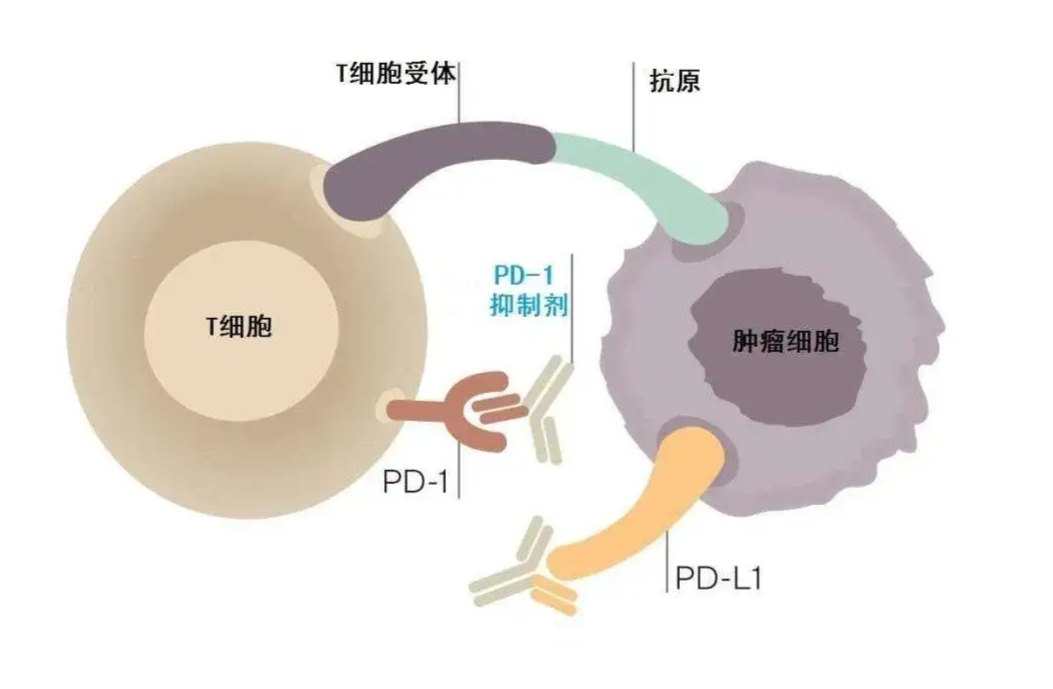 新澳精准资料免费提供265期003期 11-22-07-39-42-18T：06,新澳精准资料免费提供，探索第265期与第003期的奥秘（附详细数据）