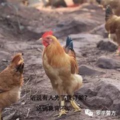 2025新澳今晚资料鸡号几号财安126期 07-29-34-41-44-48W：32,探索未来，新澳今晚资料解析与财富展望